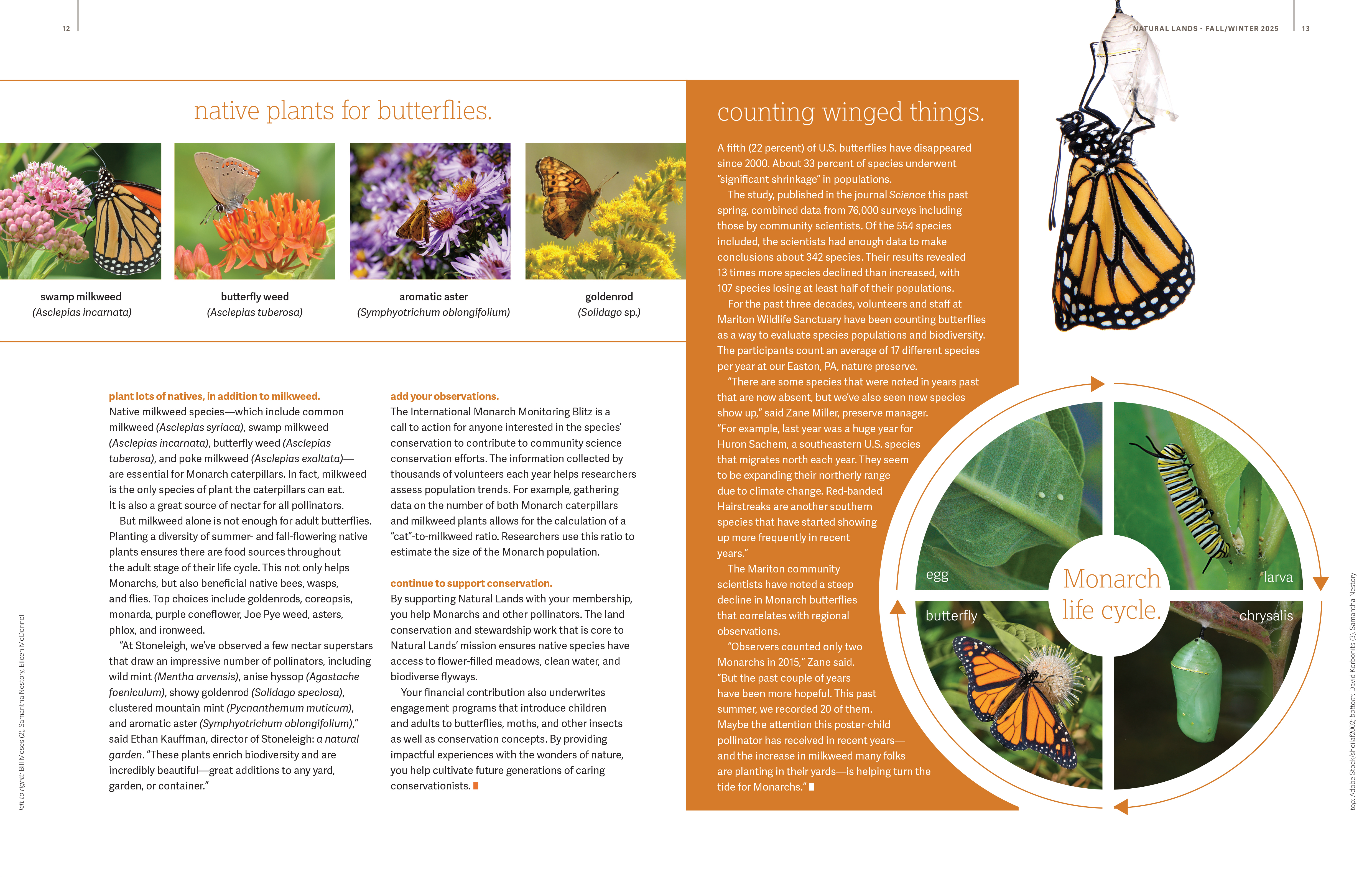 Second spread of article about butterflies from Natural Lands 2025 Spring/Summer Magazine.