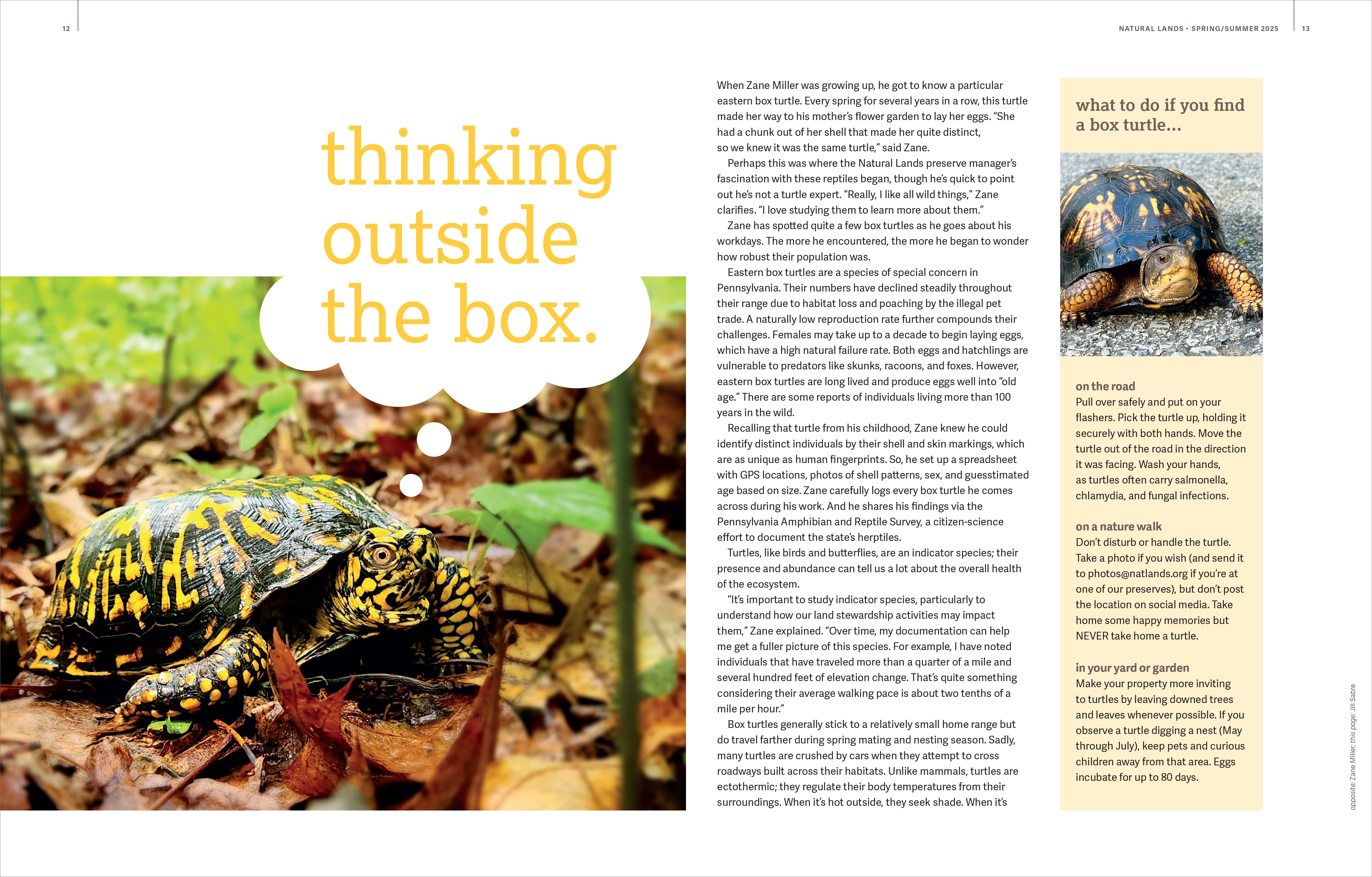 First spread of article about turtles from Natural Lands 2025 Spring/Summer Magazine.