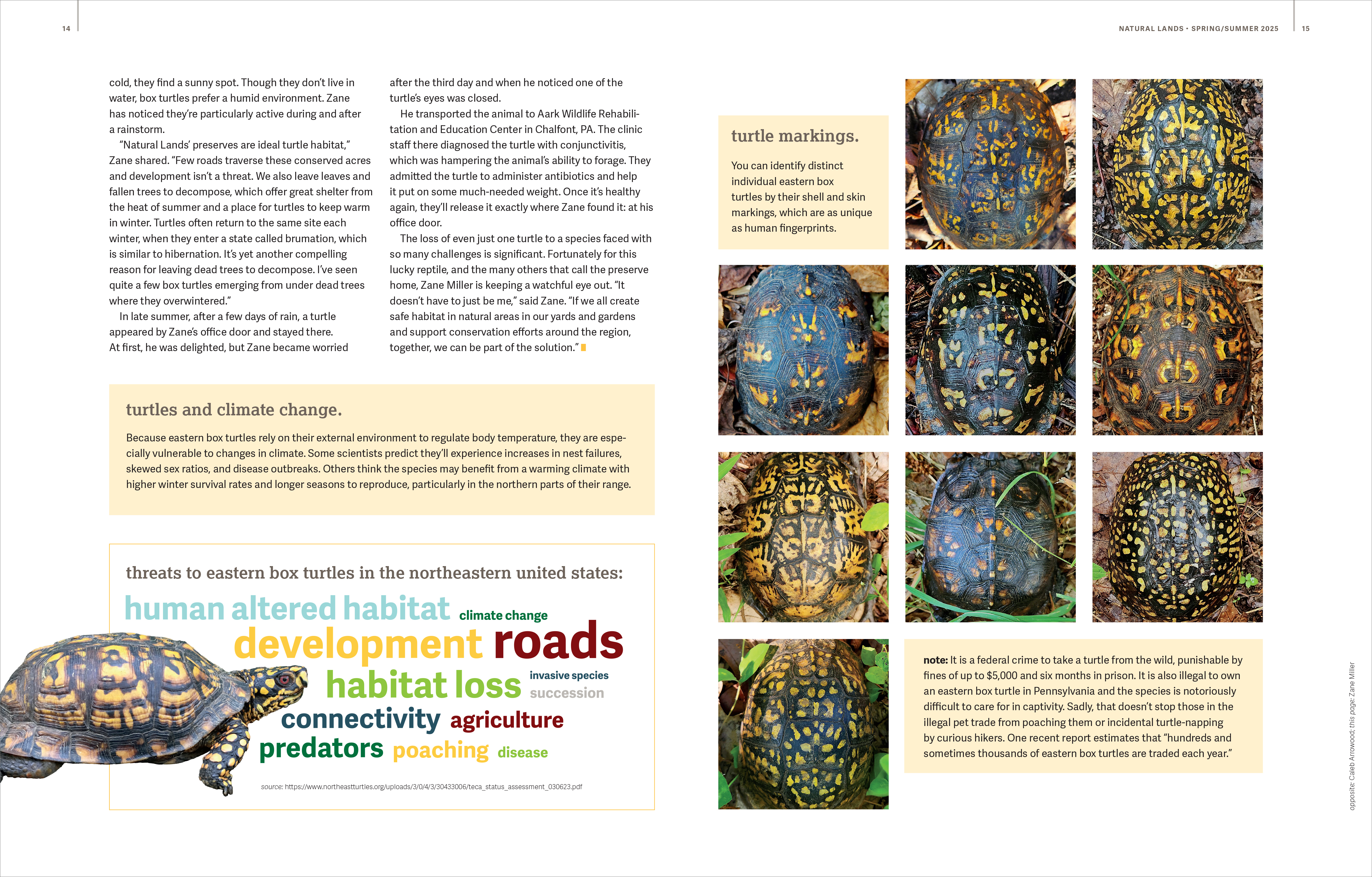Second spread of article about turtles from Natural Lands 2025 Spring/Summer Magazine.