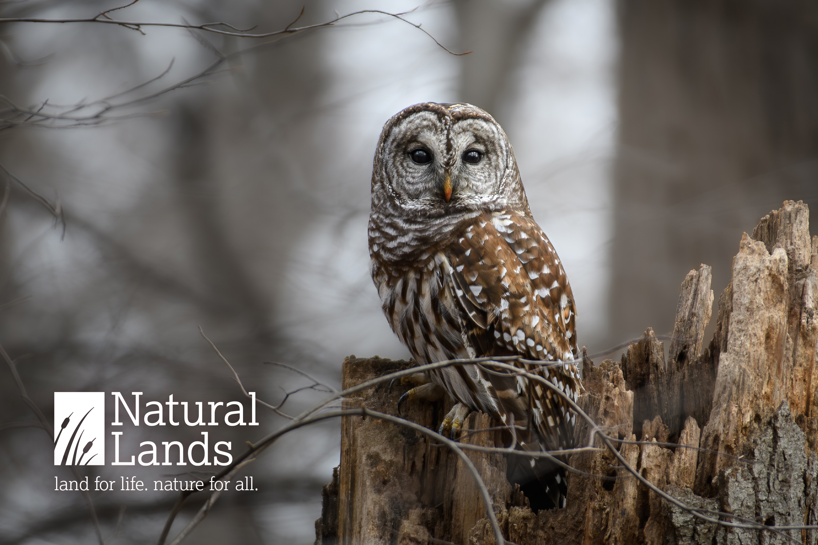 Front of a Natural Lands thank you postcard.