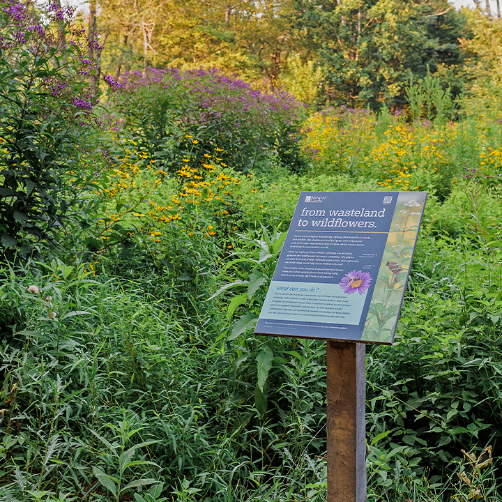 Interpretive signage for Natural Lands.