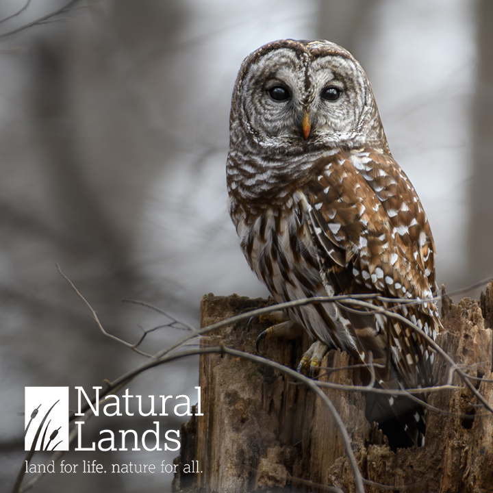 Various printed materials for Natural Lands.